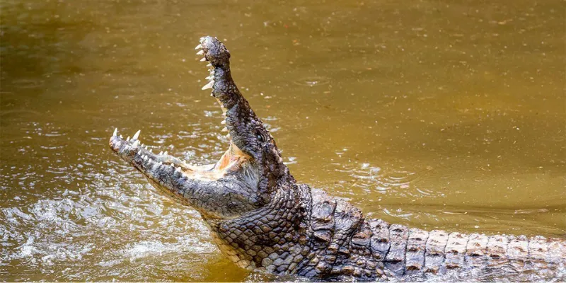 Nằm mơ thấy cá sấu bị thương