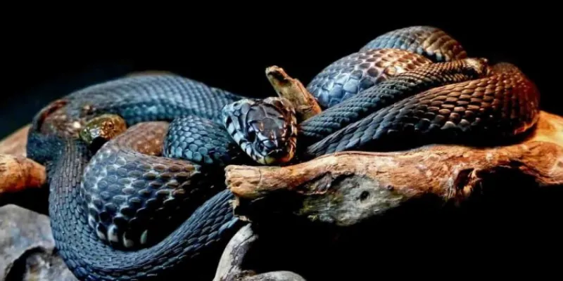 Nằm mơ thấy rắn mang thông điệp gì?