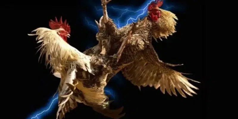 Cách soi kèo đá gà từ chuyên gia